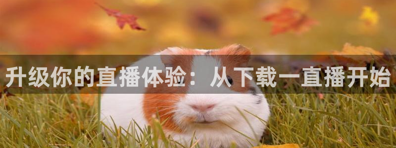 柠檬直播nba在线观看：升级你的直播体验：从下载一直播开始